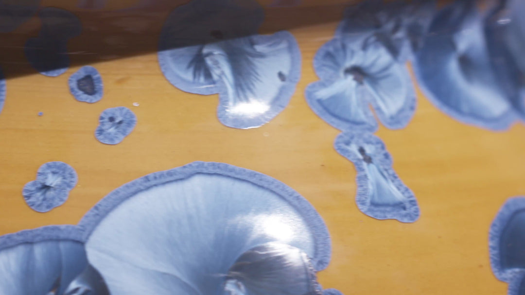 Golden Drift Series — Family of Four